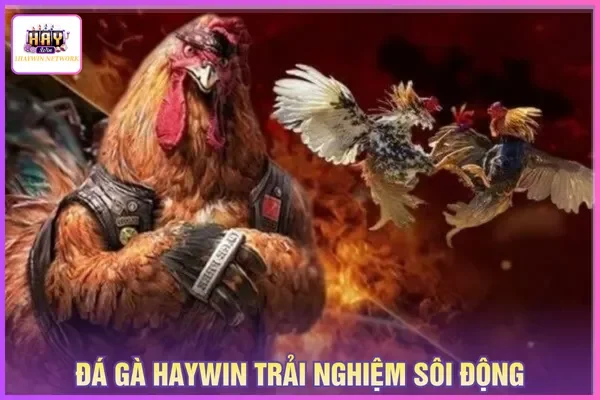 Đá gà tại HAYWIN mang lại không gian thi sôi động